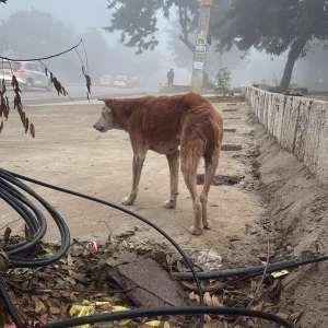 A White-Brown Mix Indie Dog Found from SBI bank, Sushant lok c block