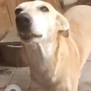 A White-Brown Mix Indie Dog Missing from New Delhi