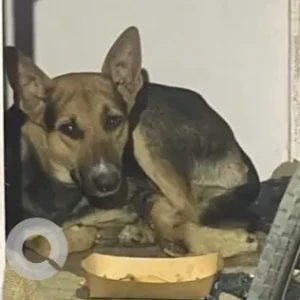 A Black and Brown Indie Dog Missing from SDA C5 Market