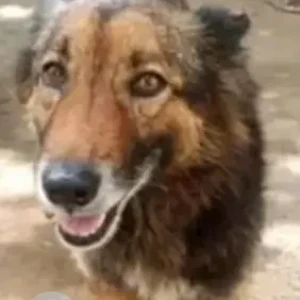 A Black and Brown German Shepherd Dog Found from Bengaluru