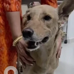 A White-Brown Mix Indie Dog Found from Boat Club Road, Pune