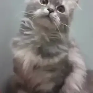 A Black and White Persian Siberian Mix Cat Missing from Kodigehalli, Ram Mandir-2