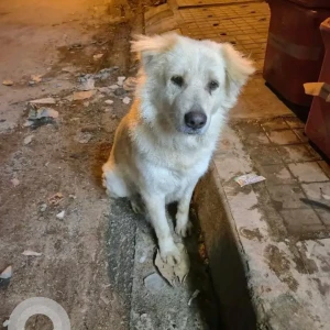 A White Mutt Dog Found from HSR Layout 5th Sector, Bengaluru