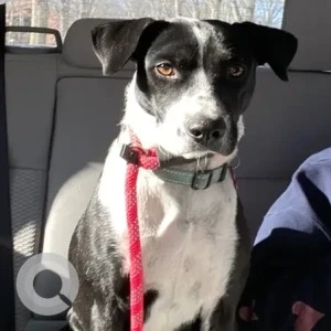 A Black and White Pointer/Terrier Mix Dog Missing from Schirmer Rd./Church St. near West Roxbury Parkway