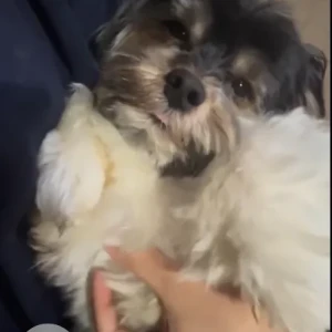 A Black and White Shih Tzu Dog Missing from west baniyas villa 3
