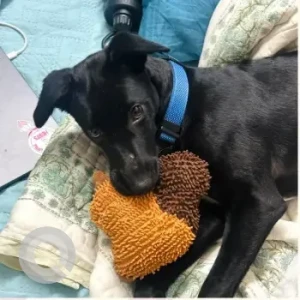 Female Indie Dog Adoption for Adoption in South Delhi