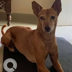 A Brown Indie Dog Missing from Mankhurd