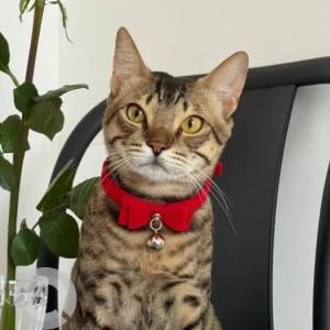 A Black and Brown Domestic Shorthair Cat Missing from Warsan 4 (near International city)