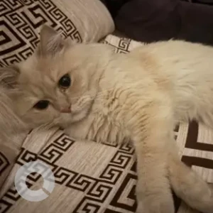 A White Persian Cat Found from Dubai