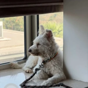 A White Terrier Dog Found from Road No 45, Jubilee hills-3