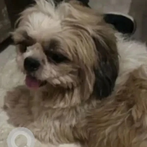 A White-Brown Mix Shih Tzu Dog Found from Rithala, New Delhi-2