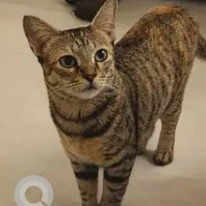 A Black and Brown Tabby Cat Missing from Bengaluru