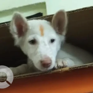 A White-Brown Mix Indie Dog Missing from Borabanda, Hyderabad