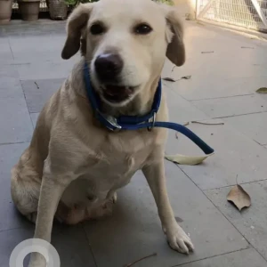 A Light Brown labrador Dog Found from Dhaka, Mukherjee Nagar-2