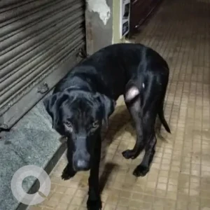 A Black Doberman Dog Missing from Margao Industrial Estates, Sao Jose De Areal-2