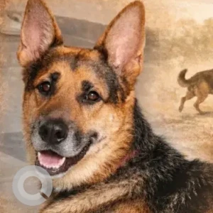 Male German Shepherd Mix Dog Adoption for Adoption in Mumbai