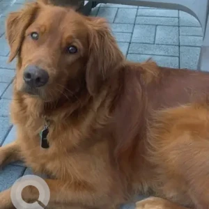 A Golden Golden Retriever Dog Missing from Brake Hill Terrace Trail/Main St