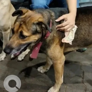 A Black and Brown Indie Dog Missing from Pestom Sagar Road No 4 Chembur-2