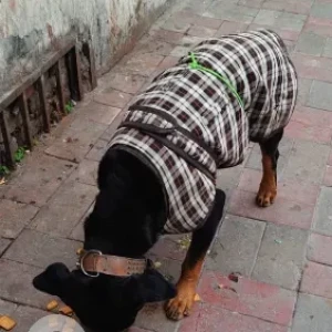 A Black and Brown Rottweiler Dog Found from Malviya Nagar Metro-2