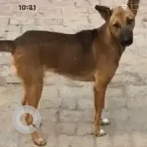 A Black and Brown Mutt Dog Missing from Saket-2