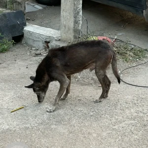 A Black and Brown Indie Dog Missing from ND block, Pitampura-2