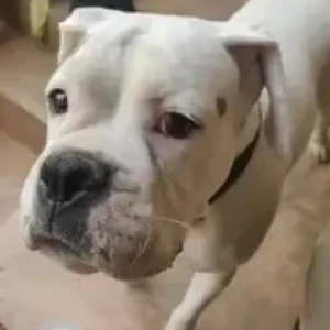 A White Pitbull Dog Found from 2nd Cross Promenade Road, Frazer Town