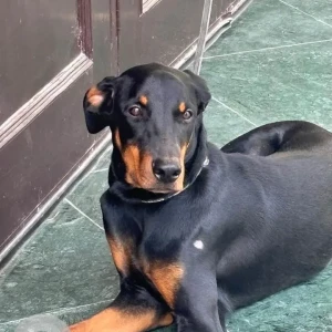 A Black and Brown Doberman Dog Missing from New Delhi