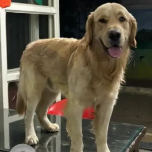 A Brown Golden Retriever Dog Missing from Sanjay Park