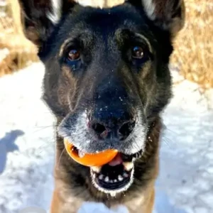 A Black German Shepherd Dog Missing from Chamber Rock Rd/Clarissa Joseph Rd