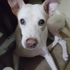 A White Indie Dog Missing from Ballygunge, Kolkata-2