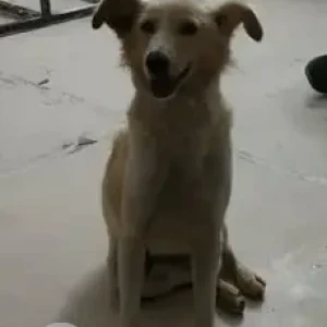 A White-Brown Mix Indie Dog Missing from Bengaluru