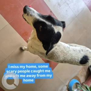 A Black and White Indie Dog Missing from Vaishali Nagar