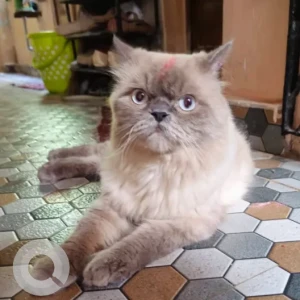 A White-Brown Mix Persian Cat Missing from Venkattadri street, Kosapet