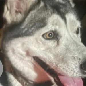 A Black and White Husky Dog Found from Al sharq mall baniyas