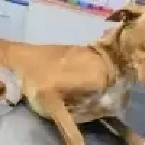 A White-Brown Mix Indie Dog Found from BTM Layout, Bengaluru-3