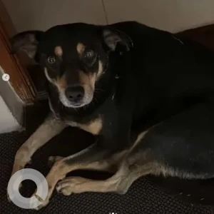 A Black and Brown Indie Dog Missing from Bengaluru
