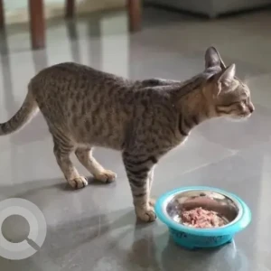 A Black and Brown Indie Cat Found from Sanjay Nagar, JP badminton academy-2