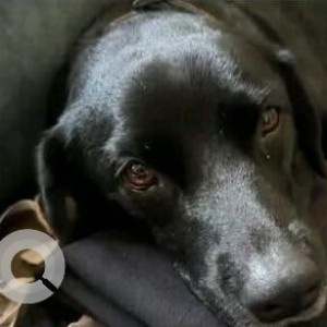 A Black Labrador Dog Missing from Sector 120, Noida