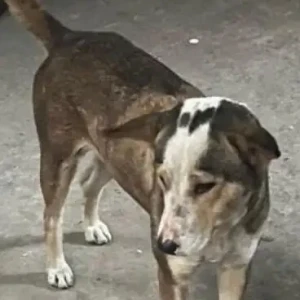 A White-Brown Mix Indie Dog Missing from Athgaon Tokobari, Kalai Mandir