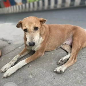 A White-Brown Mix Indie Dog Missing from Sector 53, Noida