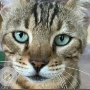 A Black and Brown Domestic Shorthair Cat Missing from Jabal Ad Diʹaynah Street - Shakhbout City