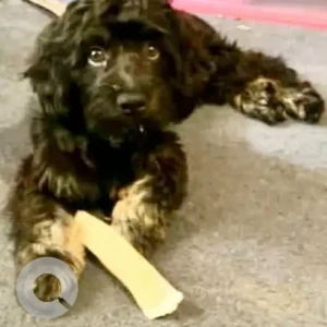 A Black Cavalier King Dog Missing from Sharren Lane/ Brainard Rd