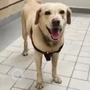A Golden Labrador Dog Missing from Bengaluru-2