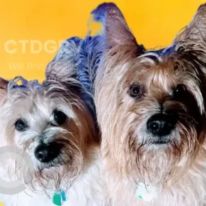 A White-Brown Mix cairn terrier Dog Missing from N. main st(rte 12)/rock ave