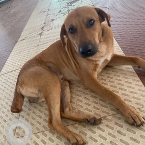 A Brown Indie Dog Found from Aardi Succor