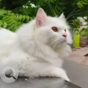 A White Persian Cat Missing from Ayyappa Nagar, Vijayawada-2