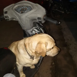 A White-Brown Mix Labrador Dog Found from New Chandigarh-3