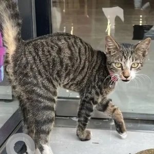 A Black and Brown Indie Cat Found from Kalyani Nagar, Pune
