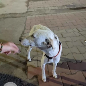 A White Indie Dog Found from Kharadi, Pune