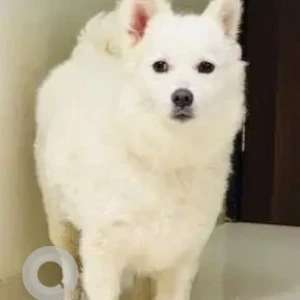 A White Pomeranian Dog Found from Sus, Pune-3